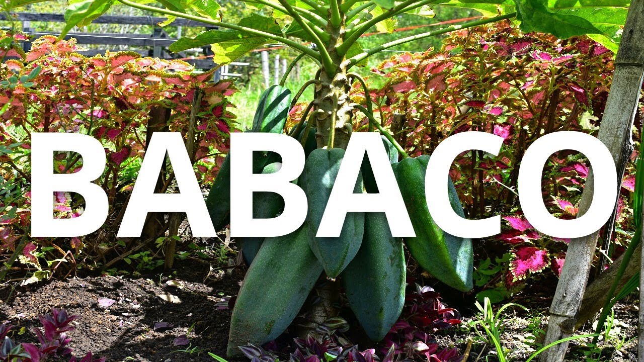 BABACO | Frutas de Colombia