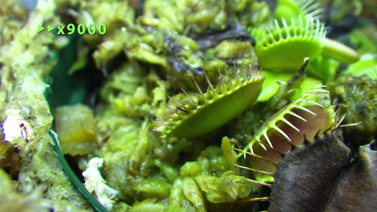 ハエトリソウの捕虫　捕虫～２週間　Dionaea 食虫植物