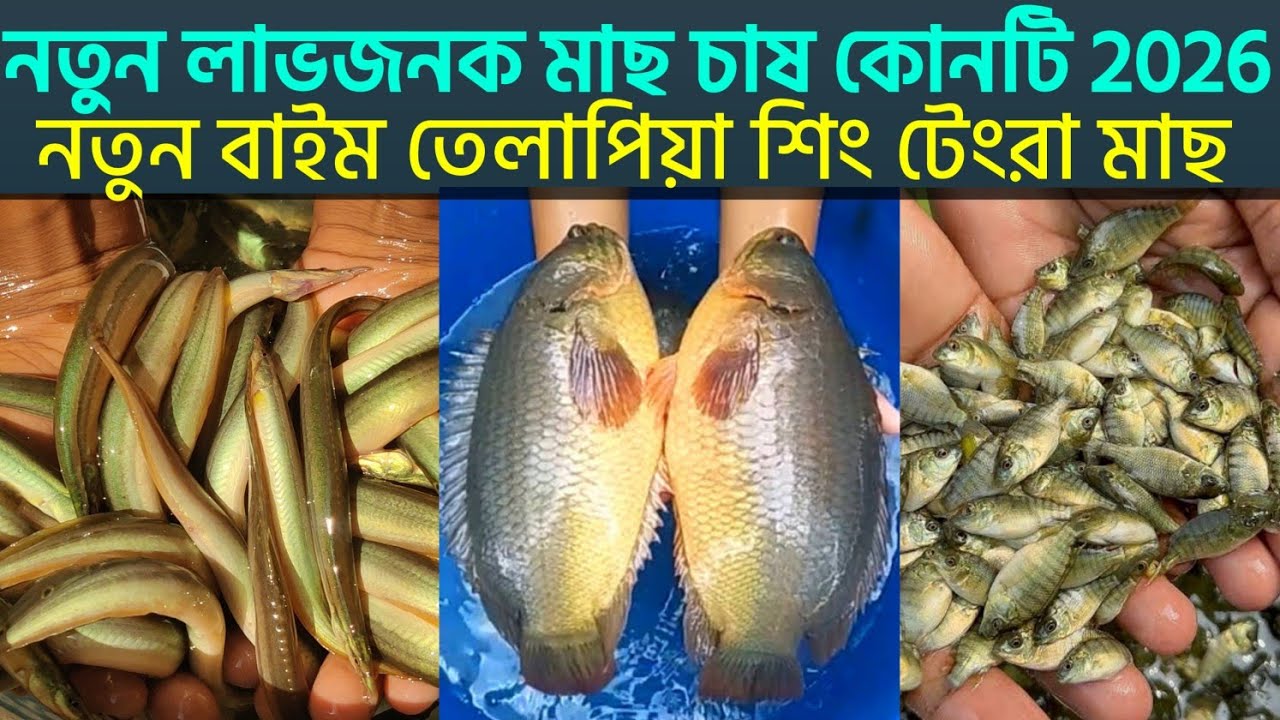 লাভজনক মাছ চাষ কোনটি 2026‌। 01945757200 এবং 01642592800। মাছের পোনা কোথায় পাওয়া যায় 2026 