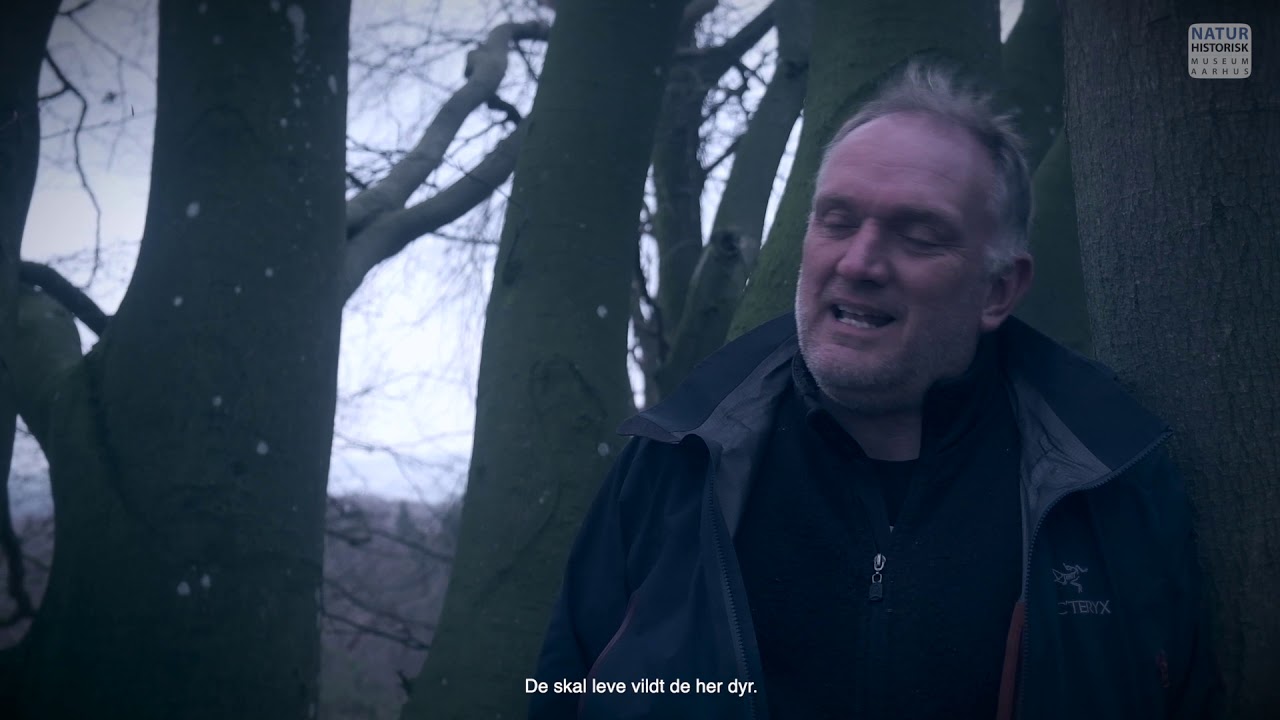 Rewilding Mols - Danmarks fedeste naturprojekt