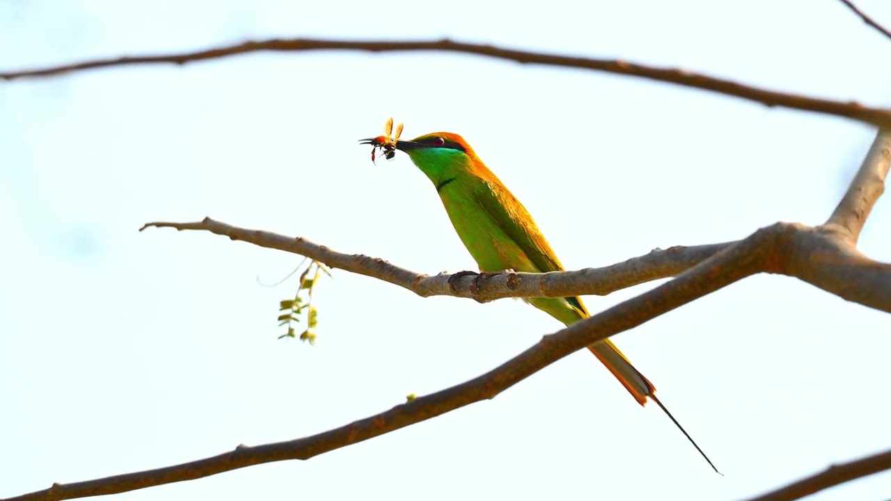 PREDATION, ASIAN GREEN BEE EATER.