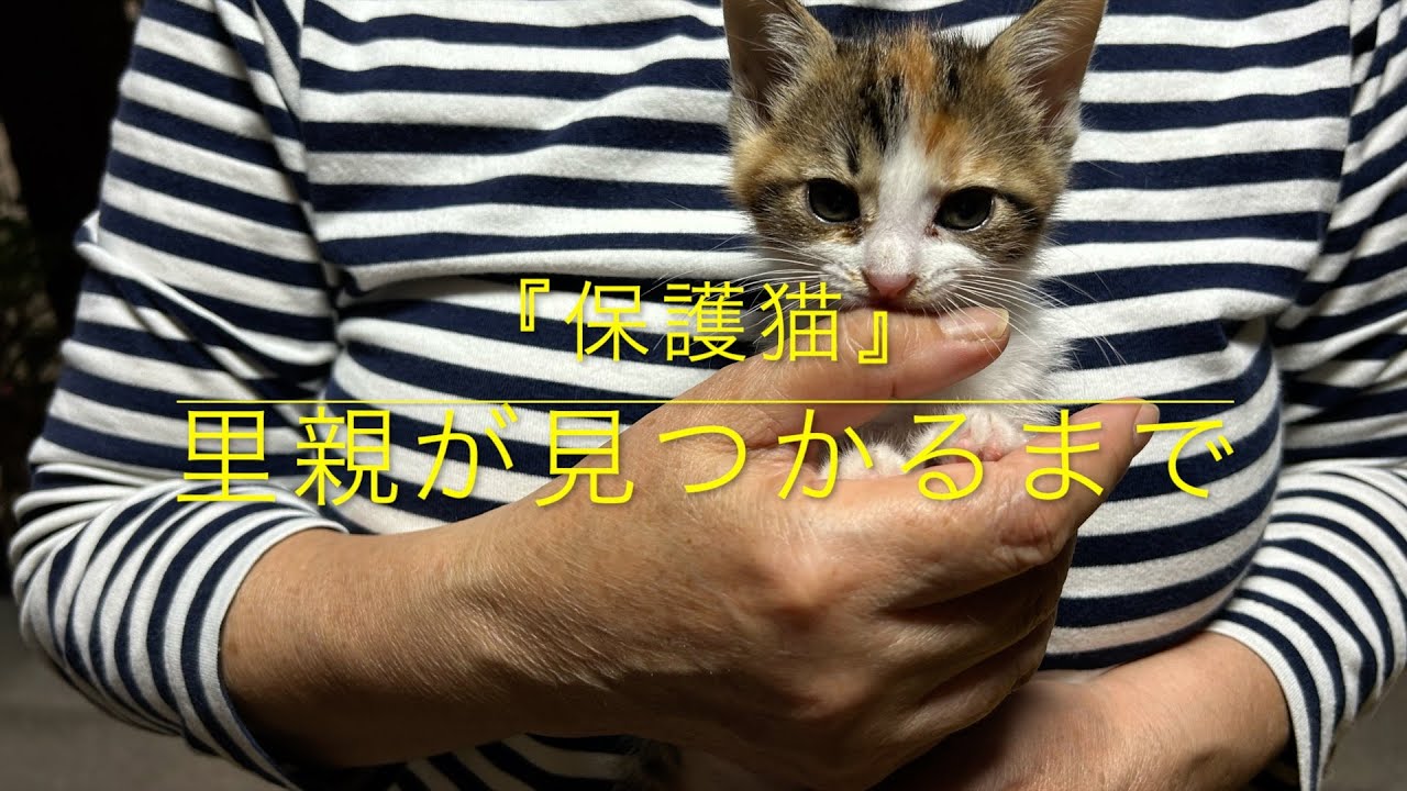 ＃11『保護猫』里親が見つかるまで