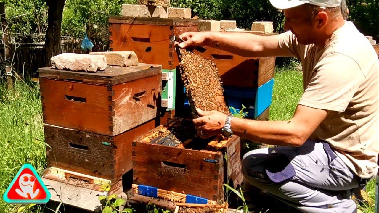 Creșterea Reginelor. Transvazare/ Starter / Finisor.