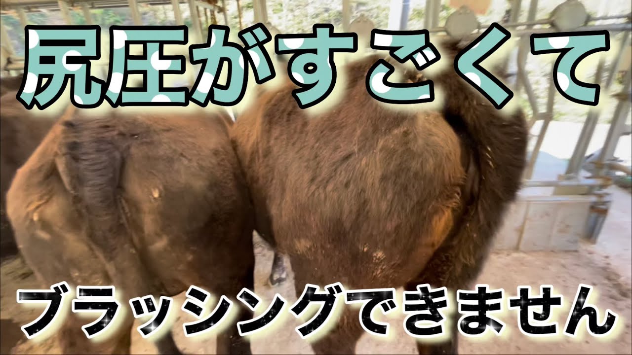 親牛ちゃんのブラッシングは命がけ