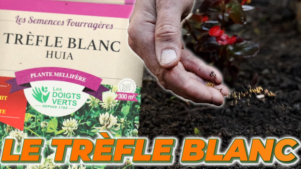 LE TRÈFLE BLANC : Un Engrais Vert pour les Retardataires - Que Faire Dans Mon Jardin ? Semaine 45