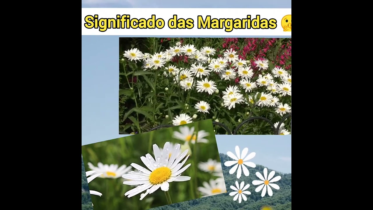 SIGNIFICADO DA MARGARIDA #jardim #jardinagem #plantas #paisagismo #margarida #flores #planta #shorts