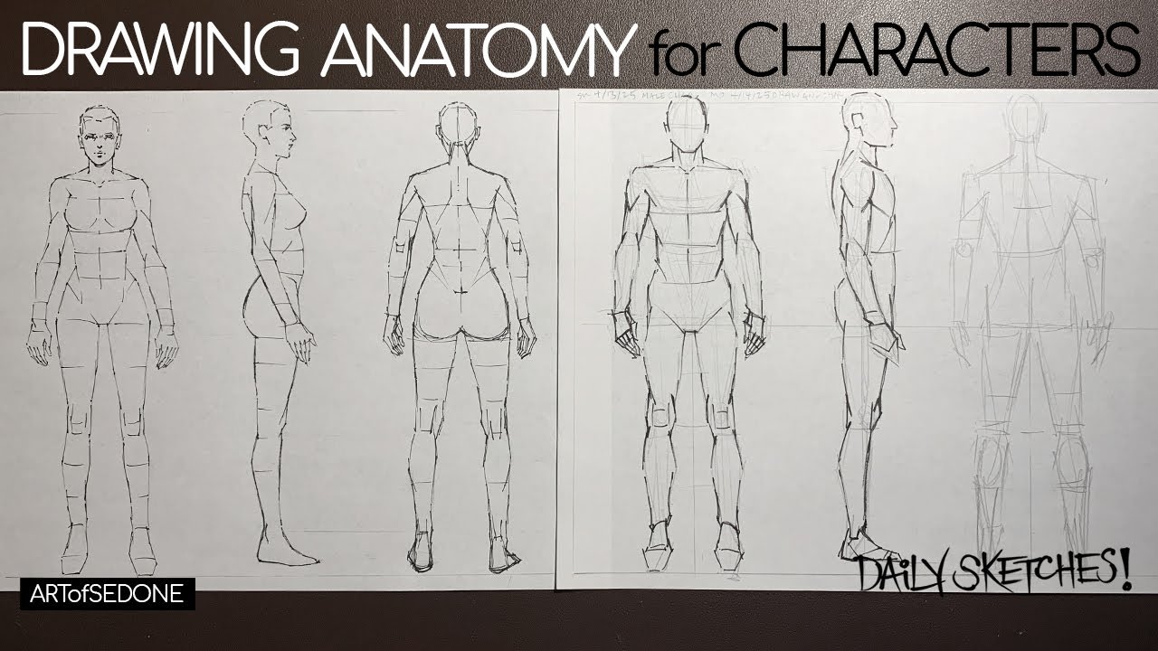 Drawing Anatomy For Characters