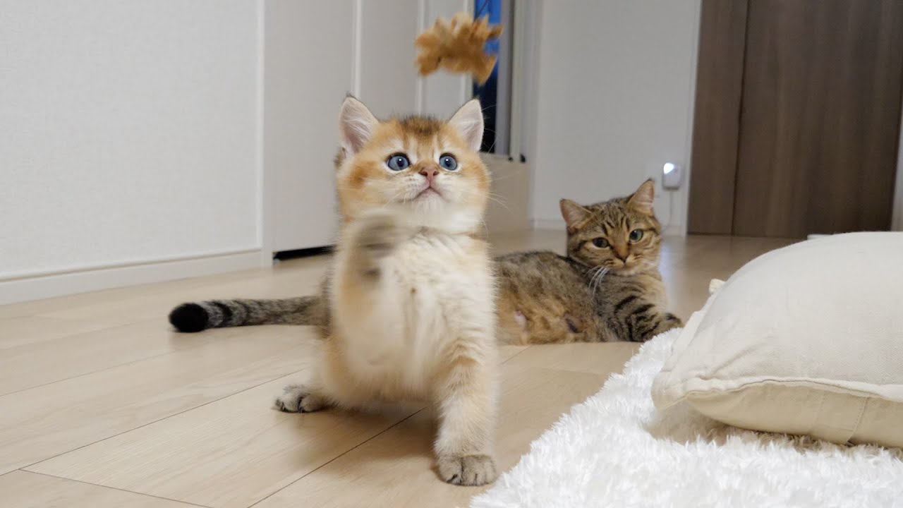 Kitten Mocha plays all day. His stamina is remarkable!