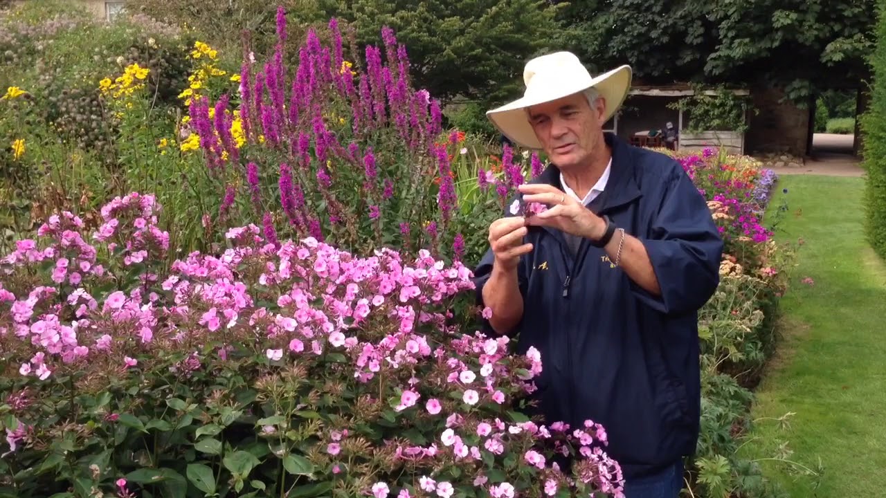 Why is a Phlox a Phlox