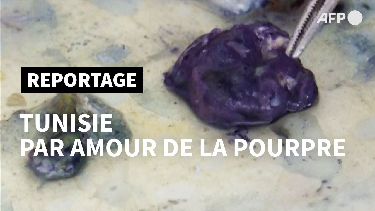 En Tunisie, un passionn&eacute; de la pourpre ressuscite ce pigment antique | AFP