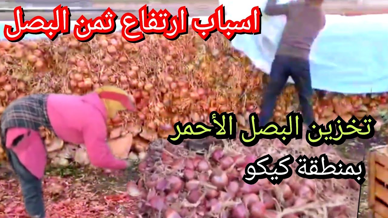 اسباب ارتفاع أثمنة البصل هذه الايام وطريقة هدم بيوت تخزين البصل الأحمر بمنطقة كيكو