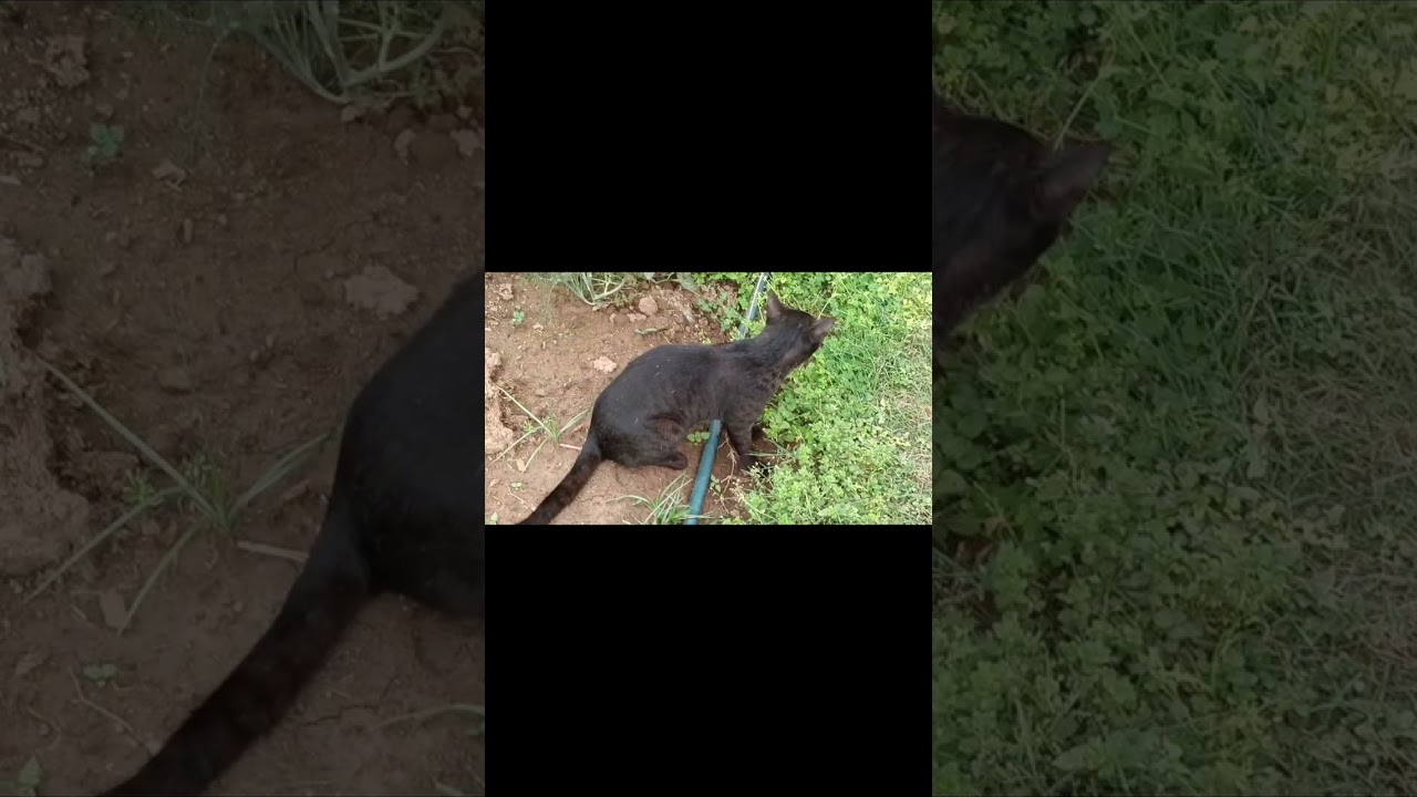 Bua ji ka ghar#subscribe #viral #youtube #dailyvlog #trending #nature #dailyvlog #dailyroutine 