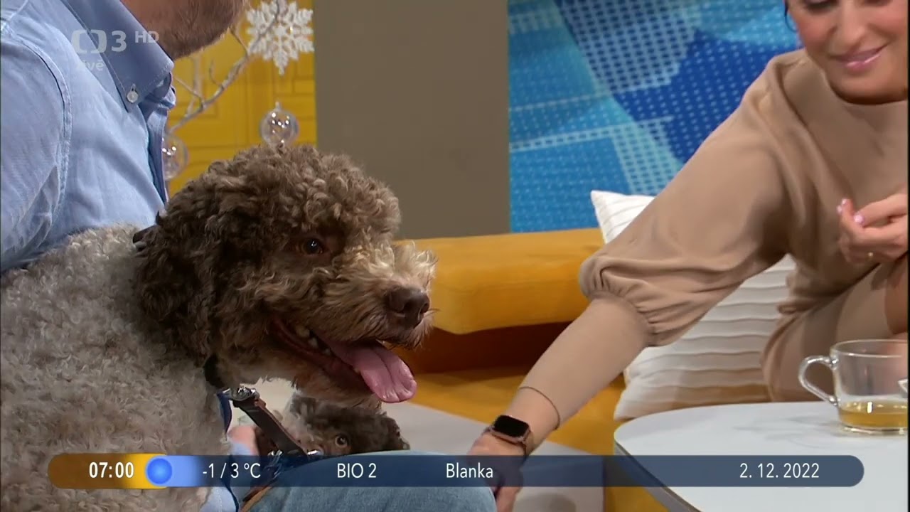 (VIDEO) Česká televize: Italský vodní pes, aneb chovná stanice z Hrabové