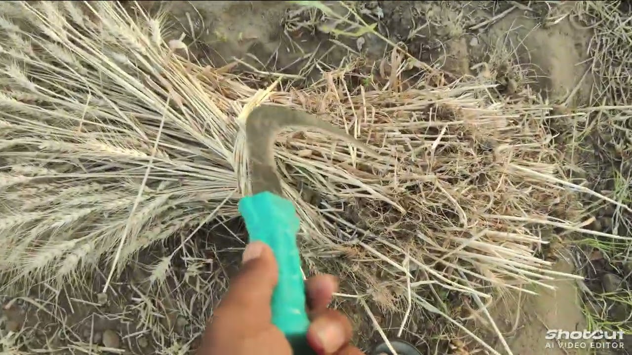 Hard Work Behind Every Grain 🌾🙏