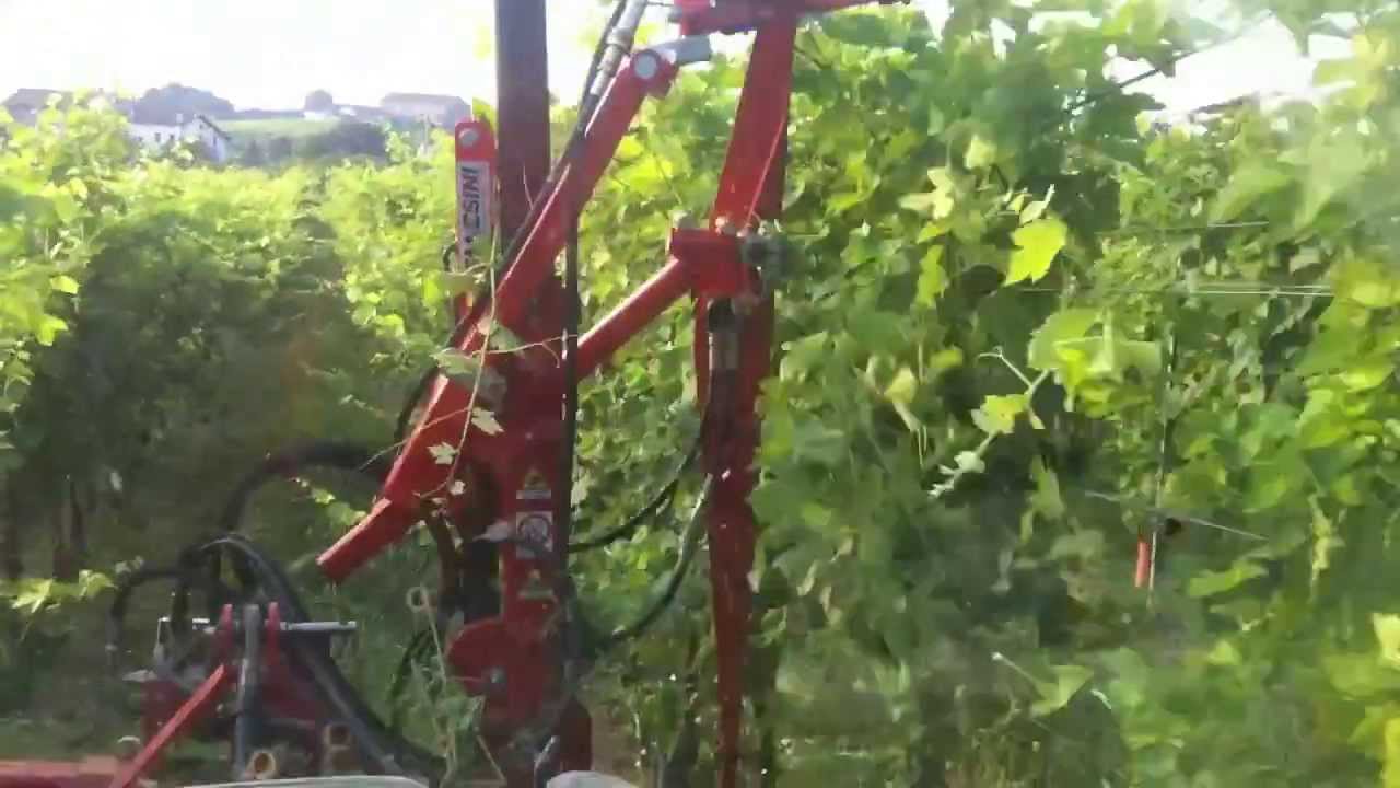 Pro e contro della cimatura su Glera (prosecco)