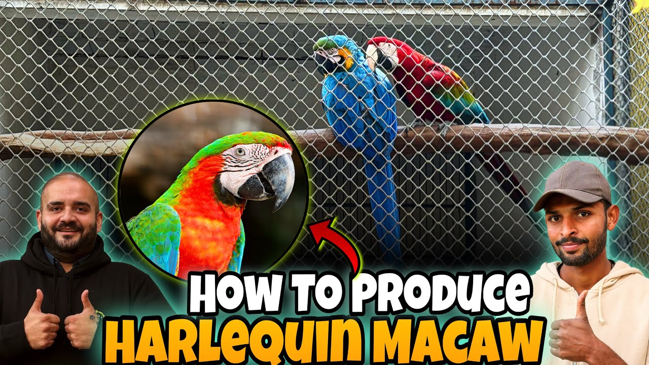 How Harlequin Macaw Is Produced 🦜 | World’s Most Beautiful Hybrid