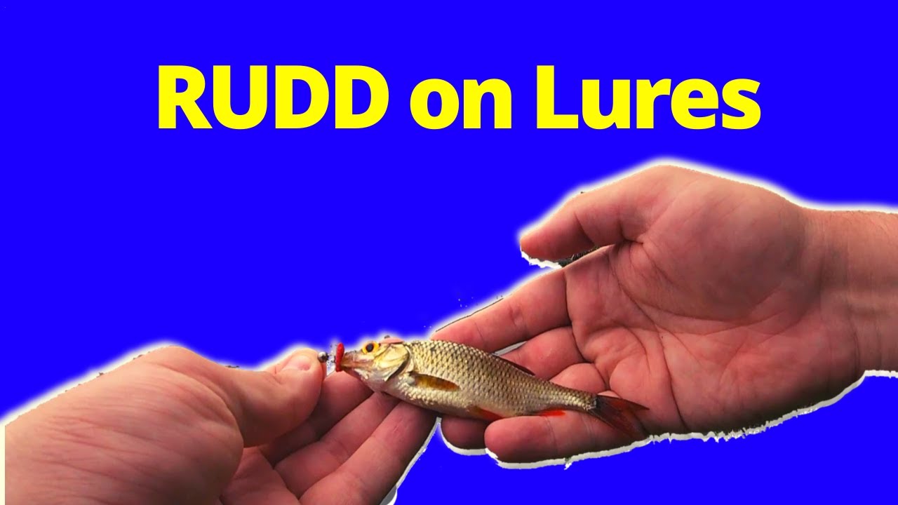Fishing an abandoned pond. How to catch RUDD on Lures