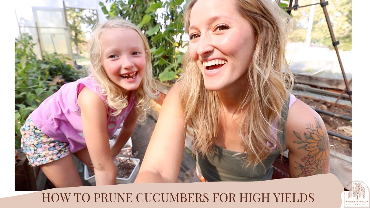 HOW TO prune cucumbers for HIGH YIELDS!