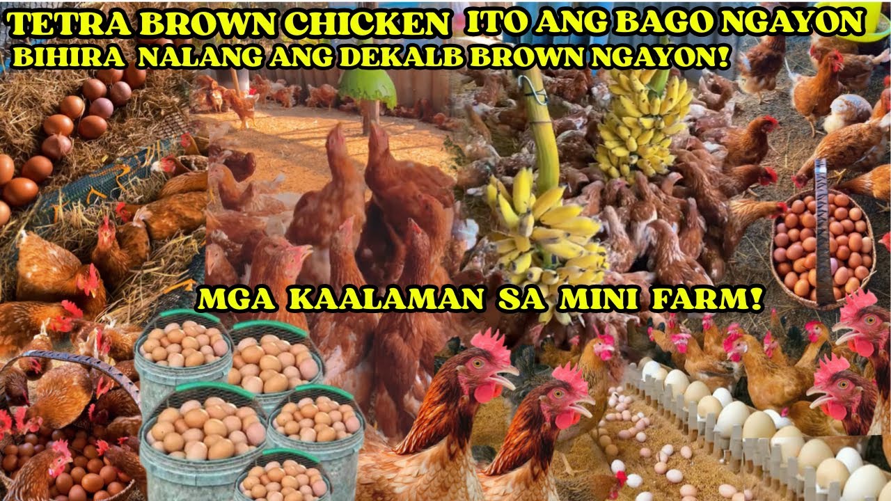 TETRA BROWN CHICKEN ITO ANG BAGO NGAYON | BIHIRA NALANG ANG DEKALB BROWN | MGA KAALAMAN SA FARM