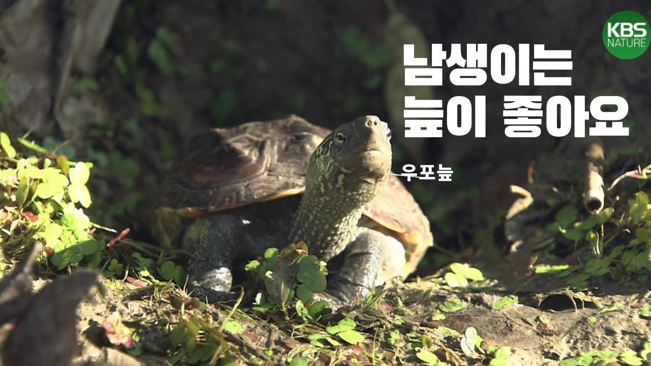 귀여운 토종 남생이, 고향은 우포늪 | Korean native turtle 🐢