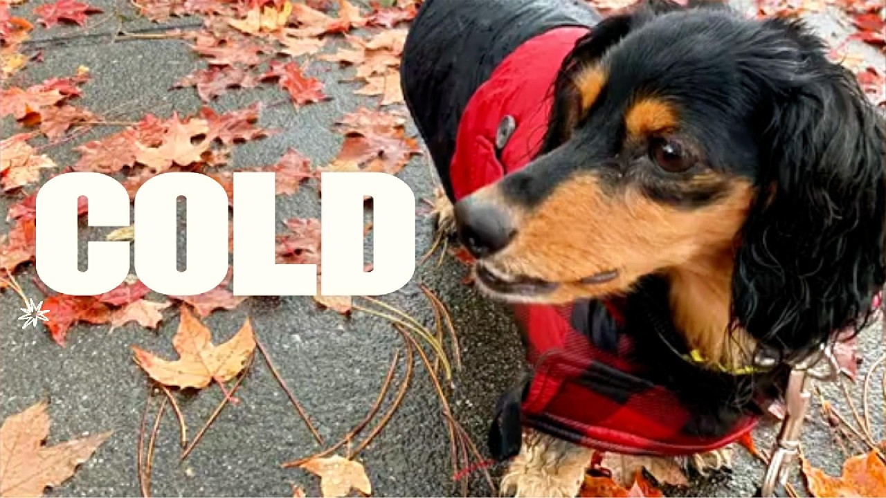 Way too cold for this Mini Dachshund 😲