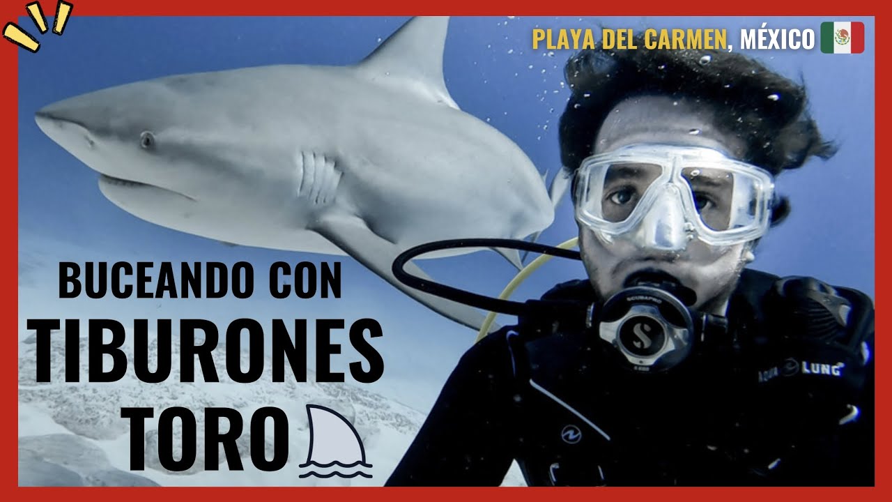 BUCEO CON TIBURONES TORO 🦈 😱 Playa del Carmen MÉXICO 📍 ¿Cómo funciona la CARNADA en los TIBURONES? 🤔