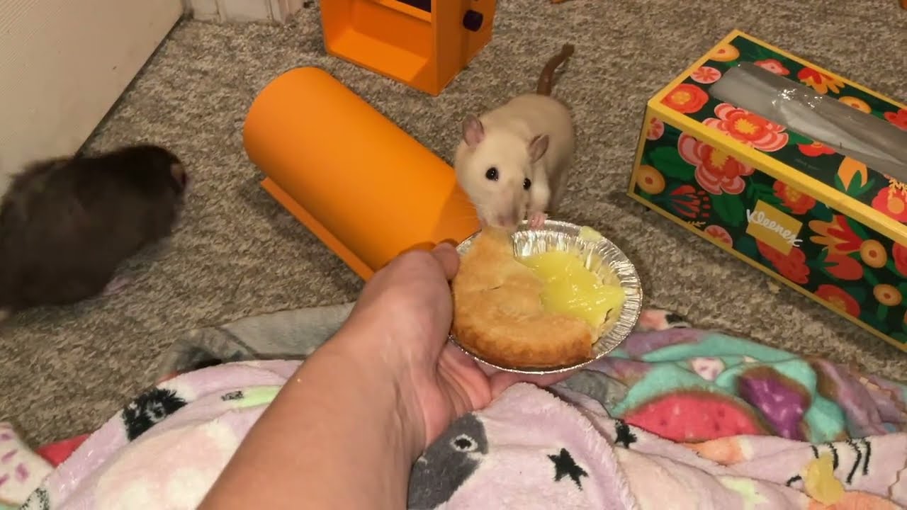 Pet rats vs a mini Lemon Pie!