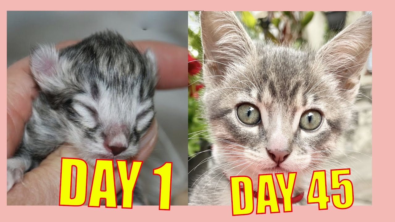 HOW MY BABY KITTEN GROW DAY 1 - DAY 45 via bottle feeding