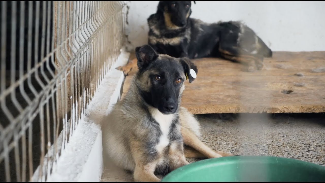 Hunde in Rumänien - Das Töten geht weiter / VLOG 4