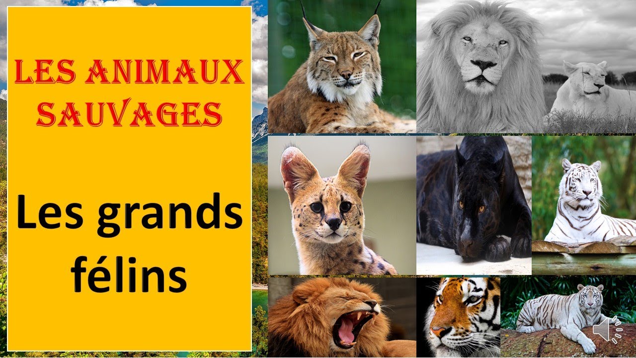Les animaux sauvages, les félins!#Lecture.#Audiovisuel.#Apprendreàlire. #Écoleàlamaison.#prononciati