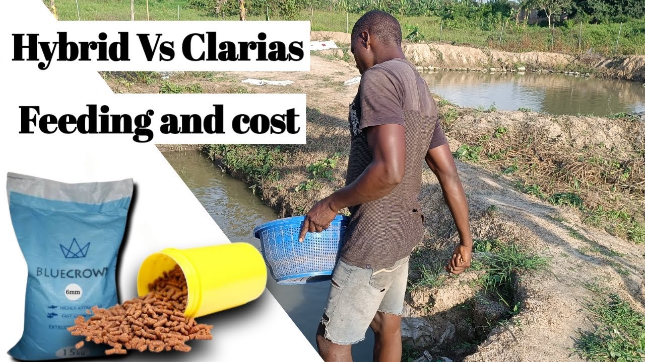Present Cost of raising 1,000 Hybrid & Clarias catfish & the quantity of feed needed till harvest