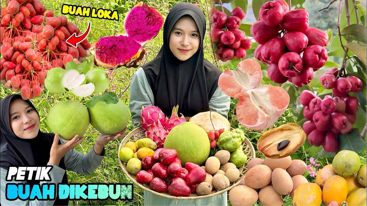 Panen buah-buahan dikebun | Bikin rujak buah segar