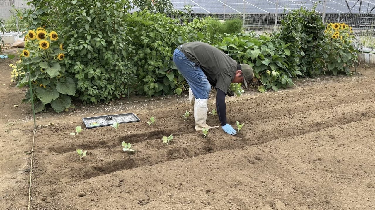 たった5分！腰に負担をかけない畝の作り方　1人でできる野菜作り