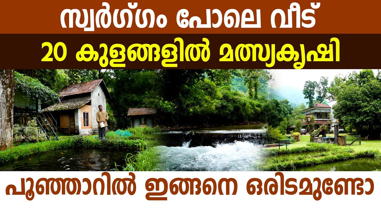 പുഴയുടെ തീരത്തെ ​ഗൗരാമി കൃഷി I Giant gourami original breed I Fish ponds I Fish farming I Fishing I