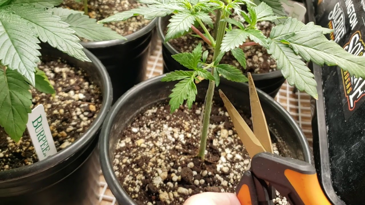 How to Topp Your Cannabis Plant ; Orange Cannoli by Solfire Gardens. High Stress Training