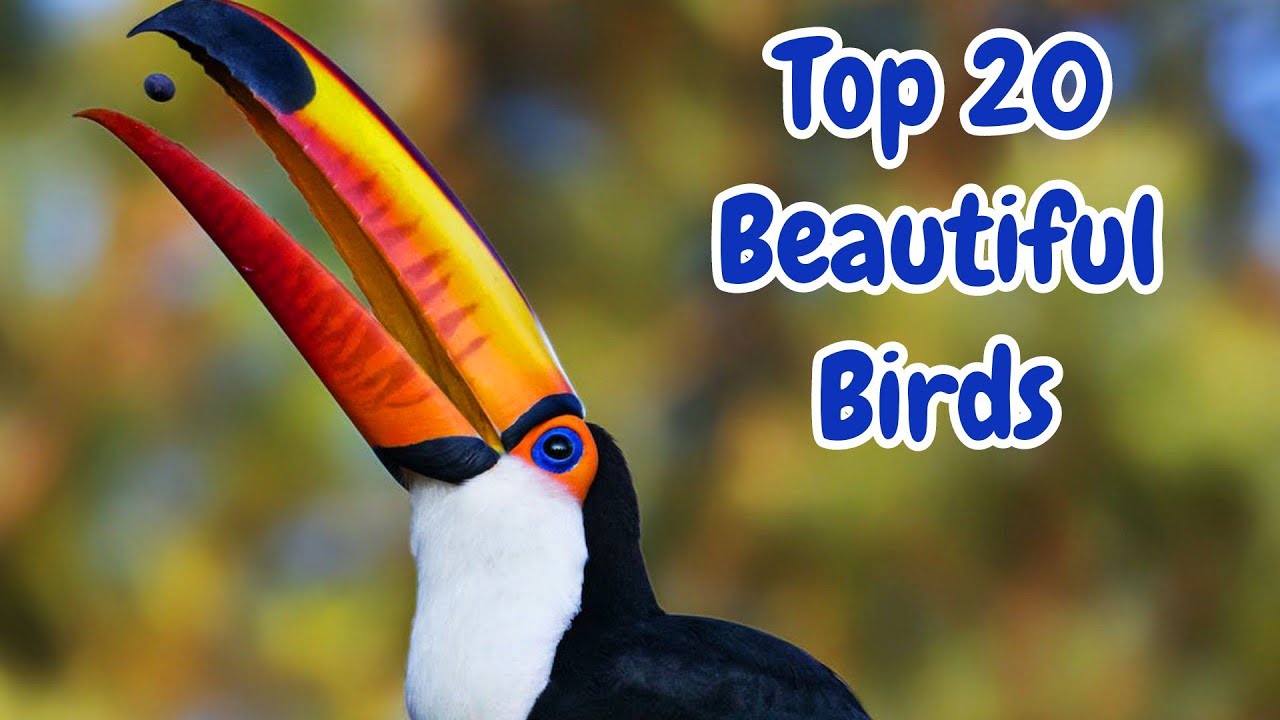 Top 20 the most beautiful birds in the world : Animals life - Sound animals