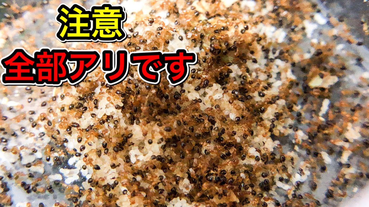 枯れた枝から出てきた大量のアリが凄すぎた！