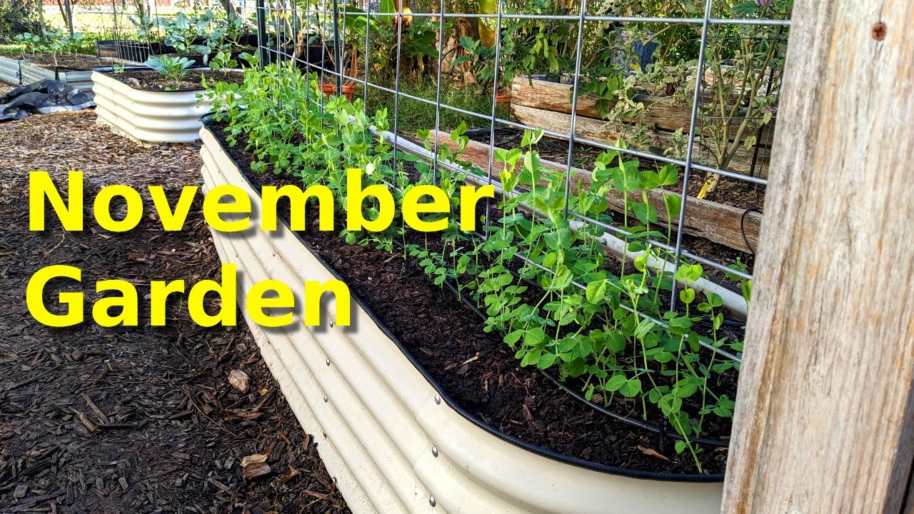 Mid November Garden Tour at Deep South Texas