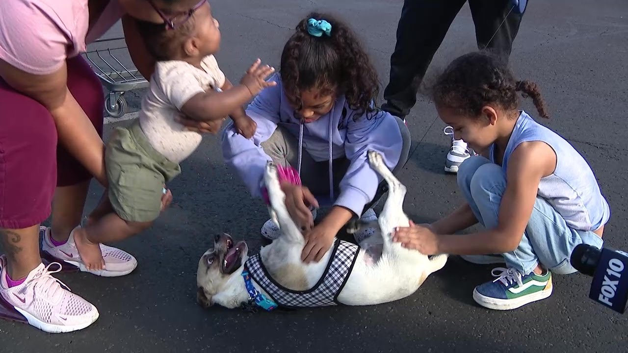 Chihuahua found tied up in pillowcase in Phoenix has found a new 'furever' home