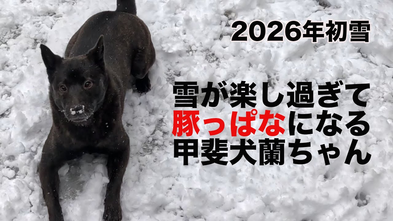 猟犬に戻れない甲斐犬蘭ちゃん　雪遊びが楽し過ぎて豚っぱなに！？笑