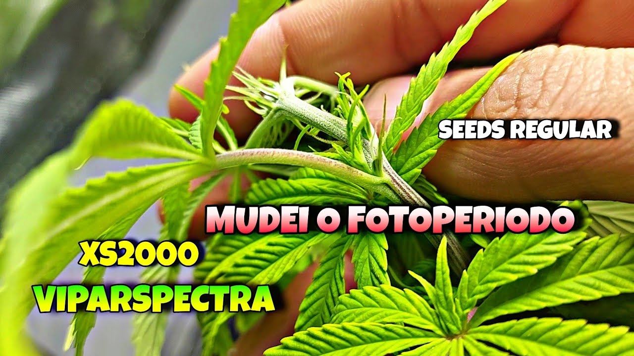 Mudei o Fotoperiodo das Plantas 12/12 para iniciar sua FLORA&Ccedil;&Atilde;O VIPARSPECTRA XS2000 Led grow light