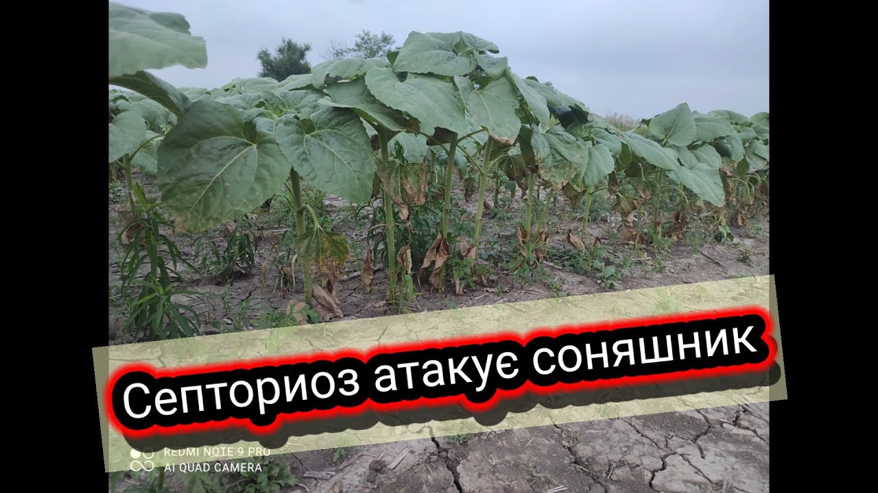 Септориоз атакує соняшник 🌻