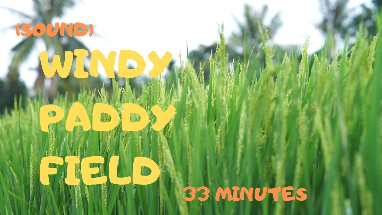 [SOUND] WINDY PADDY FIELD || Help You Sleep, Relax, Focus, Work, Study or Meditate || SAWAH PADI