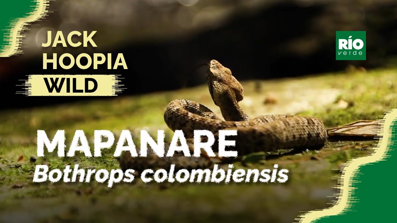 Mapanare ( Bothrops colombiensis ) - Jack Hoopia Wild
