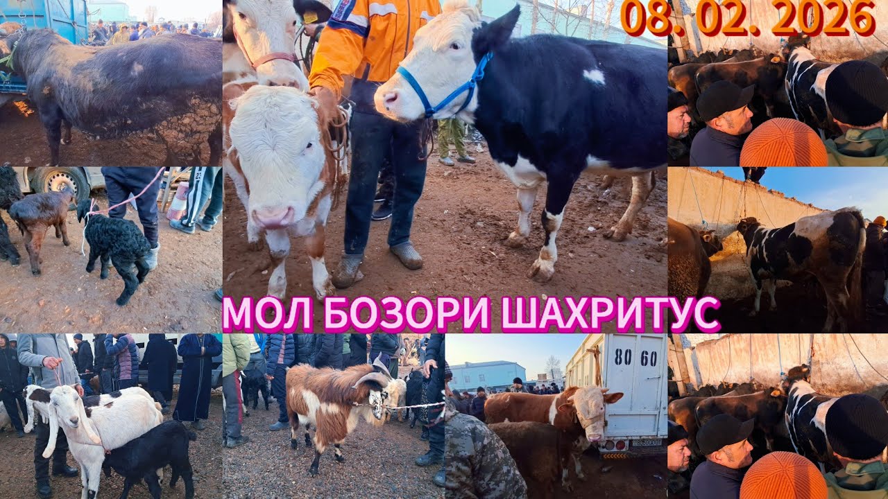 МОЛ БОЗОРИ ШАХРИТУС. МАРХАМАТ 