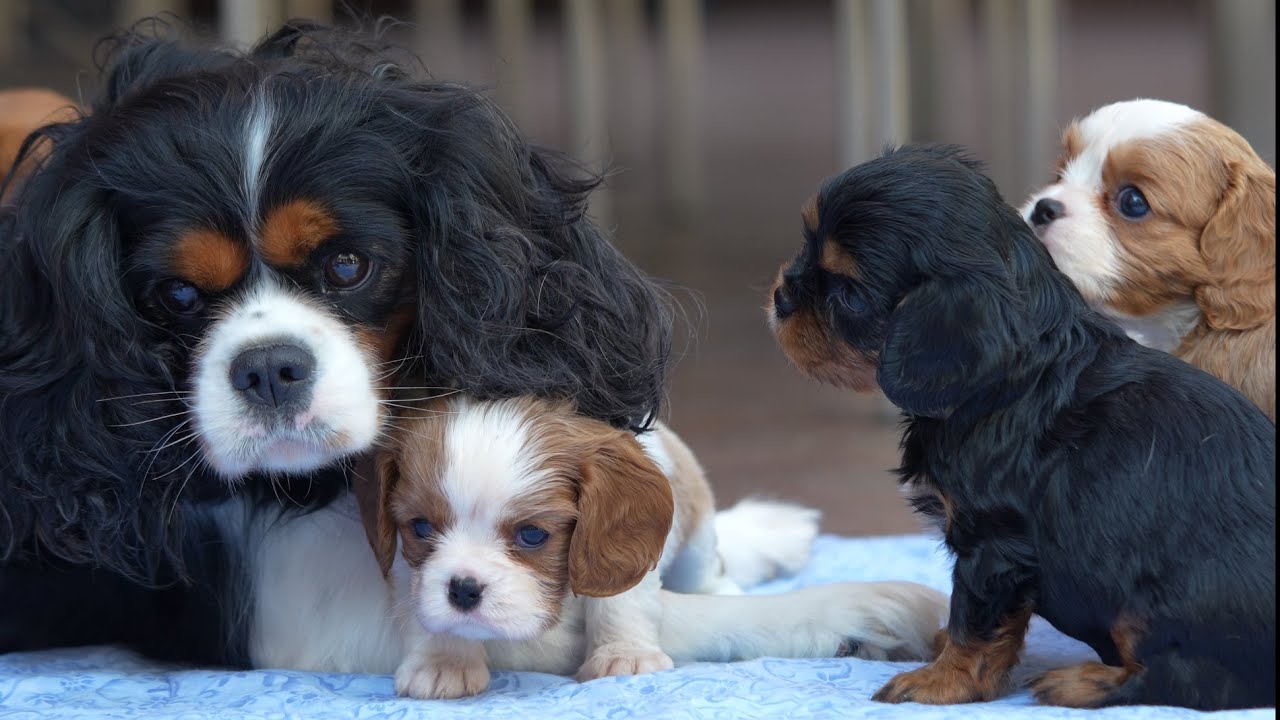 Rainbow Litter of Cavalier Puppies | First Outdoor Playtime at 5 Weeks
