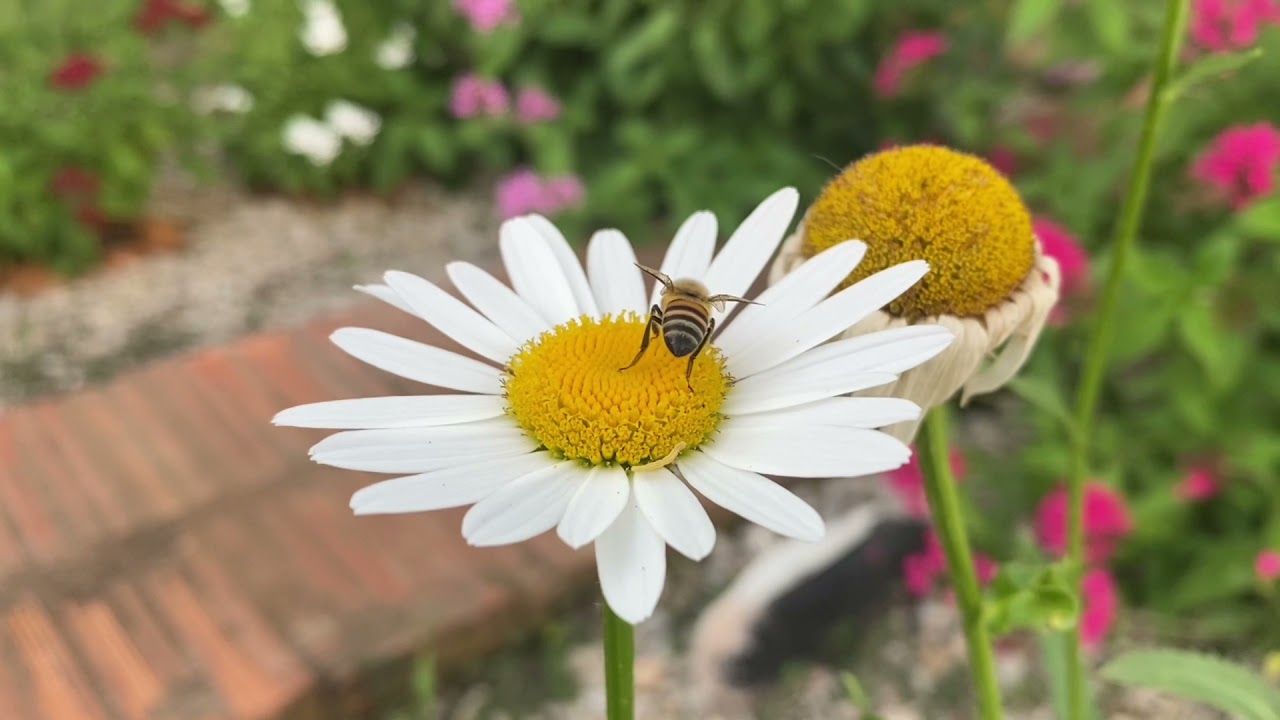 Abelha polinizando flor. Bee pollinating flower