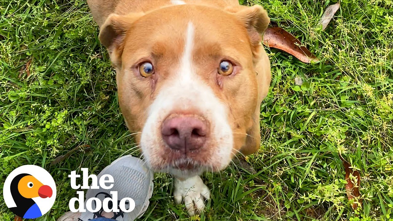 Family&rsquo;s New House Comes With A Senior Pit Bull Tied Up In The Yard | The Dodo