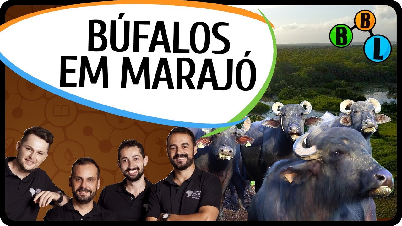 BÚFALOS (bubalinos) em MARAJÓ - Terra Negra 09 | BláBlálogia