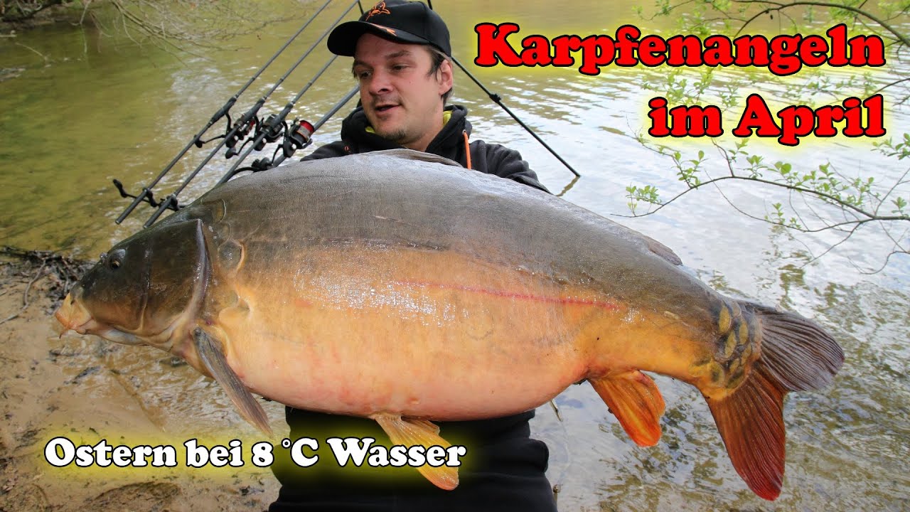 Karpfenangeln im April - Kurzsession auf Karpfen an Ostern bei 8&deg;C Wassertemperatur!